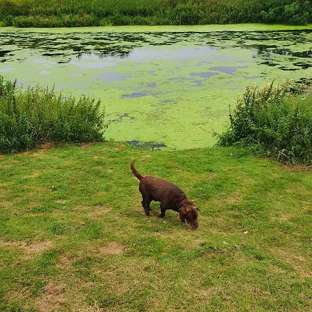 Alfie's House *
